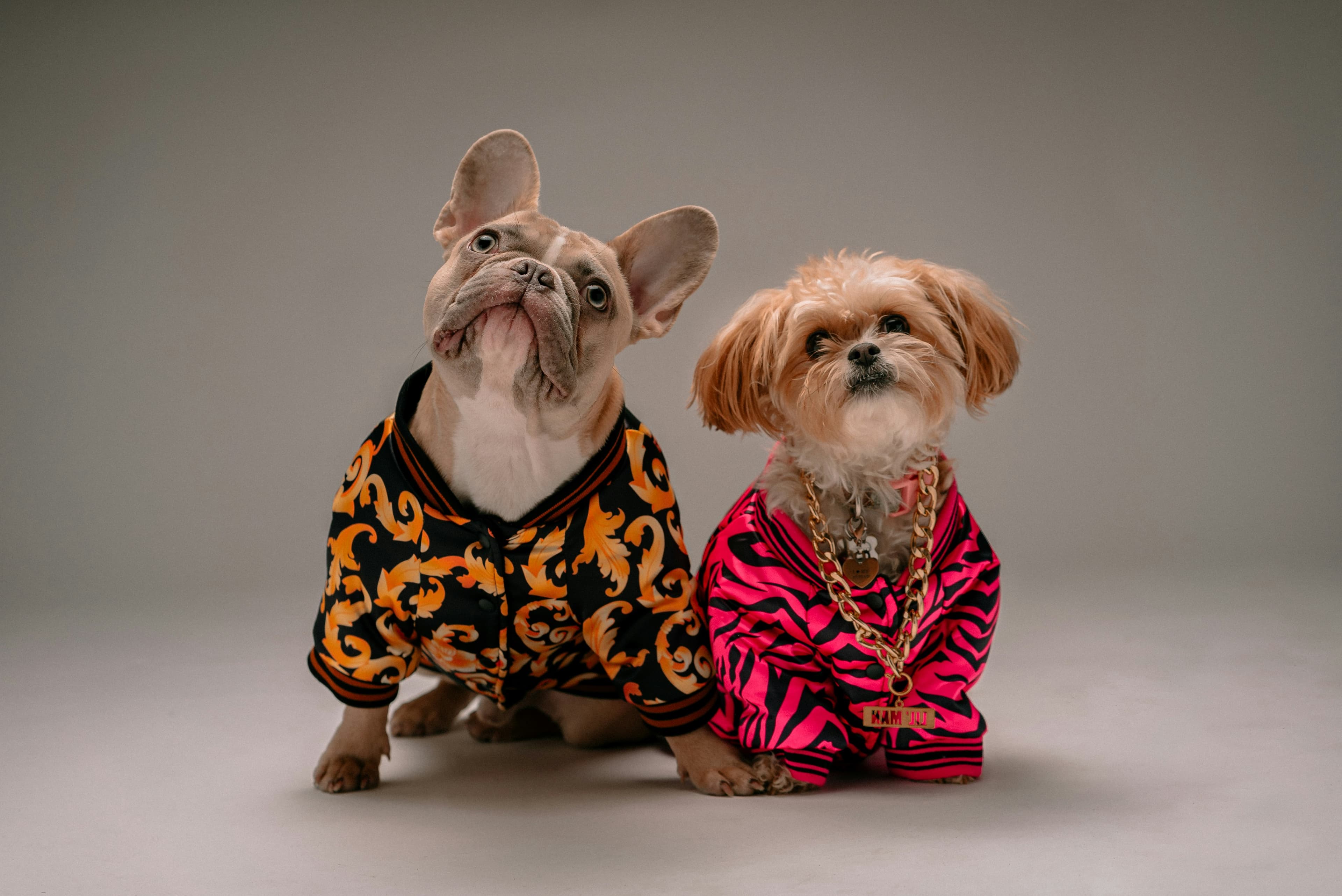 Dogs in Denmark
